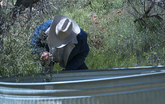 'I just don’t want them dying': The reality of being a rancher on the border