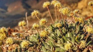 Endangered Wildflower Lithium Mine
