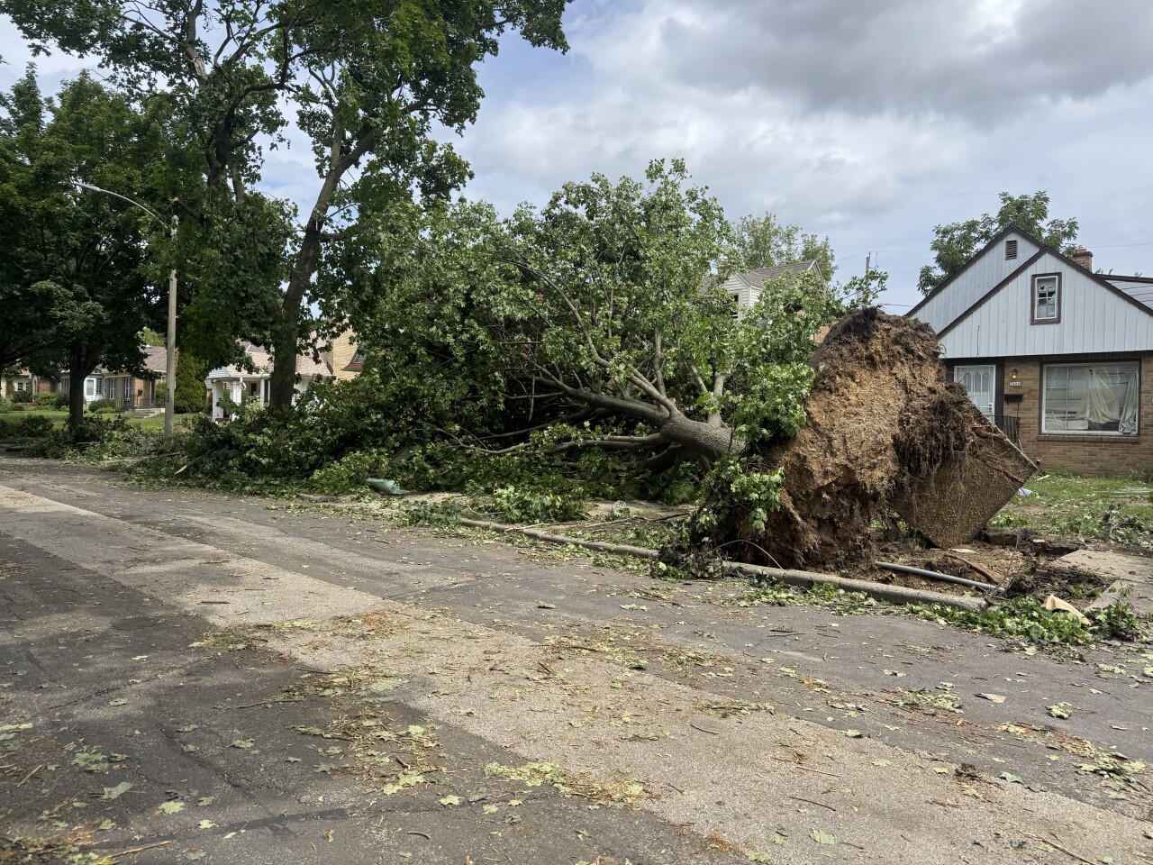 A tree uprooted near 75th and Chambers. 