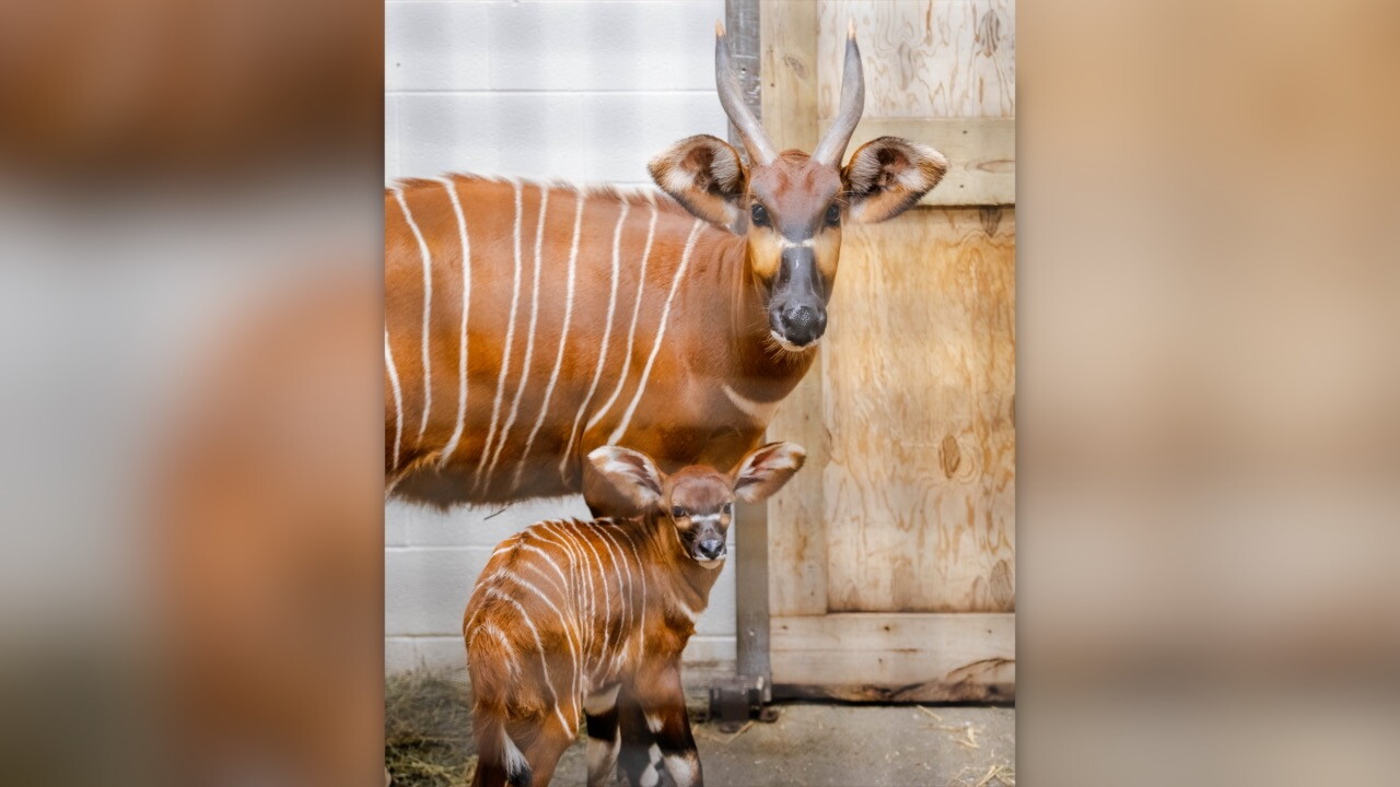 Bongo 4.jpg