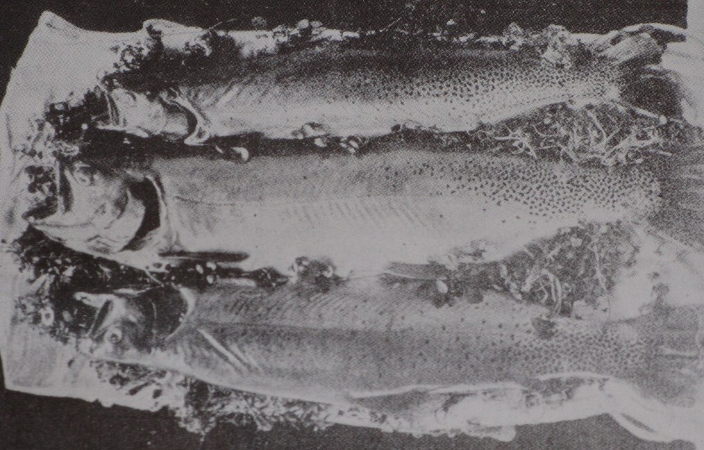 yellowfin-trout-for pres.jpeg