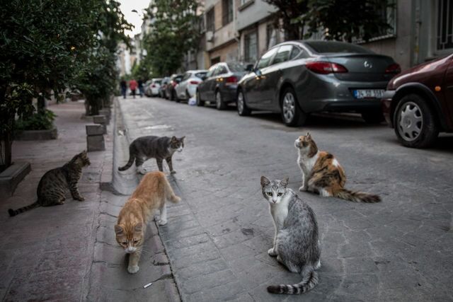 Photos: This place is known as 'The City of Cats'