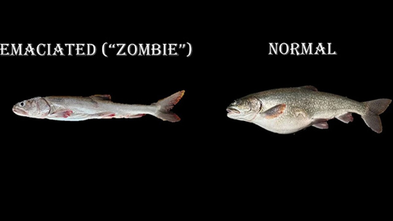 Zombie fish.jpg