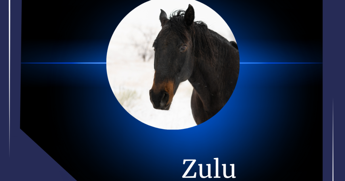 El Paso County Sheriff's Office mourning the loss of Equine partner Zulu