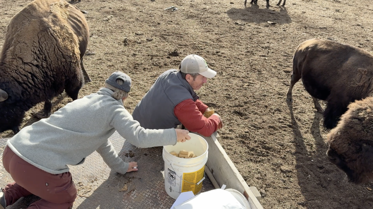 'Surreal': Meet the Colorado ranchers – and CU alums – who donated the newest Ralphie mascot