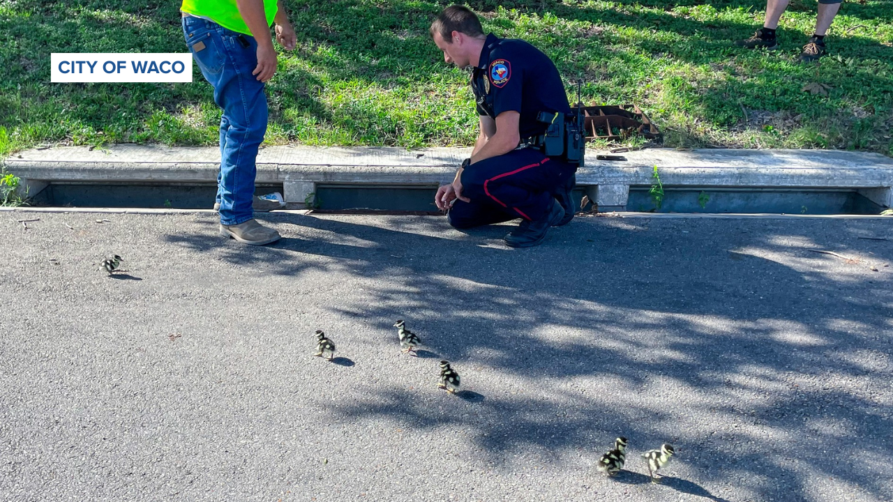Waco duckling rescue