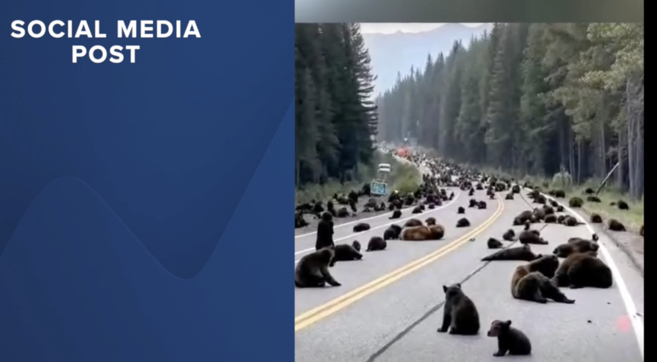 YNP HOAX BEARS.png