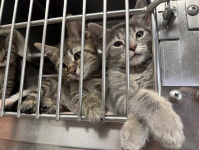 kittens (1).jfif