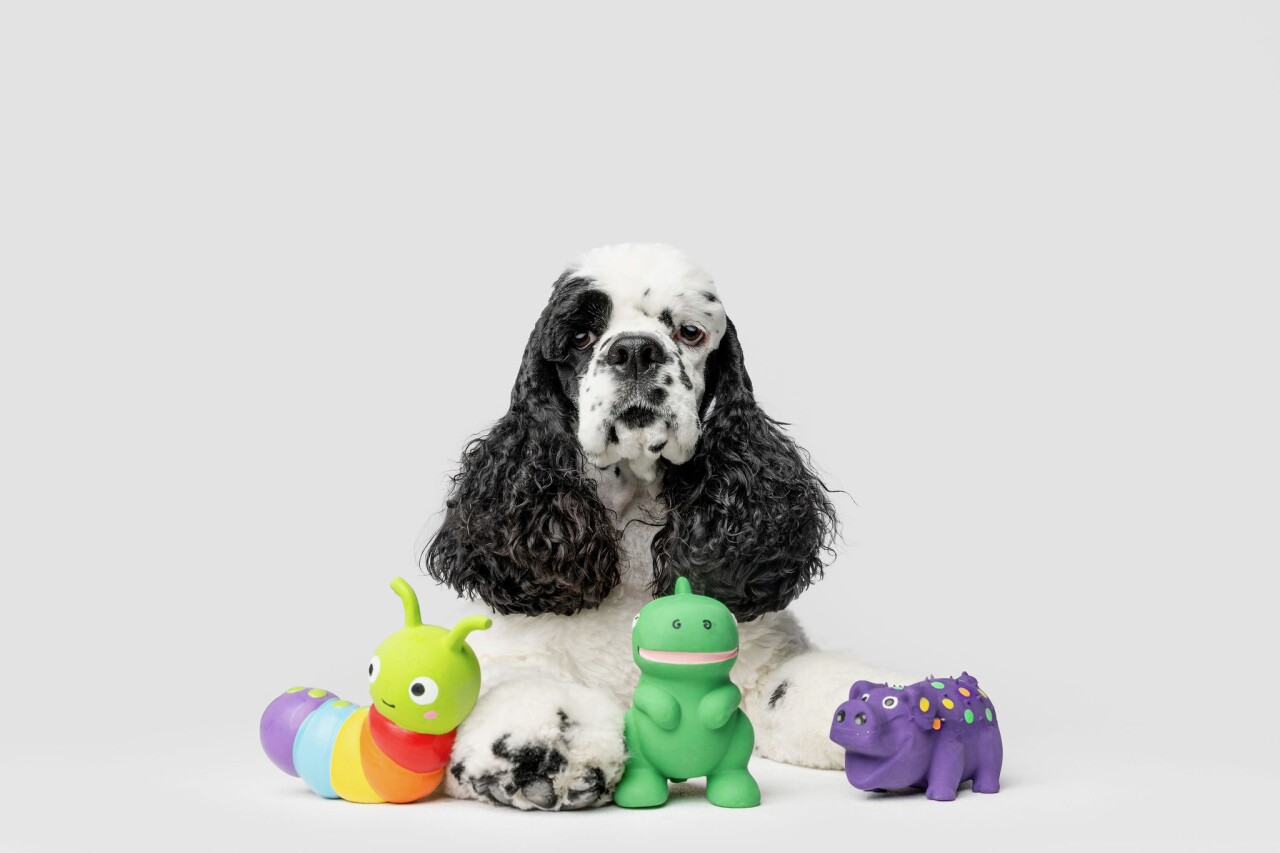 Dog walking forecast