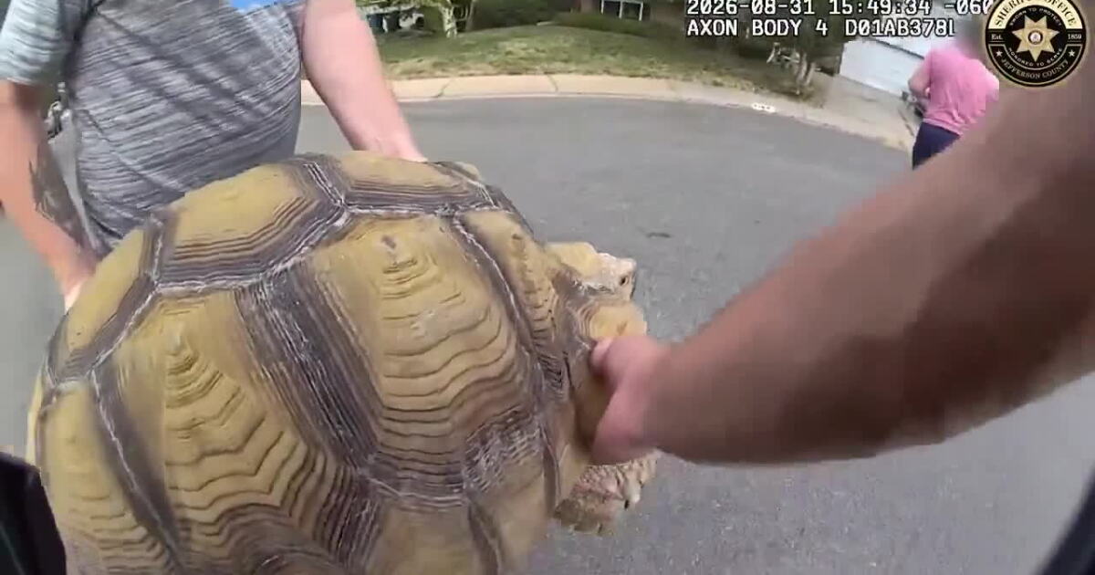 Nearly 100-pound tortoise escapes Colorado home with 'absolutely no sense of urgency'