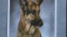 Wickliffe Police Department raising funds to K-9 program