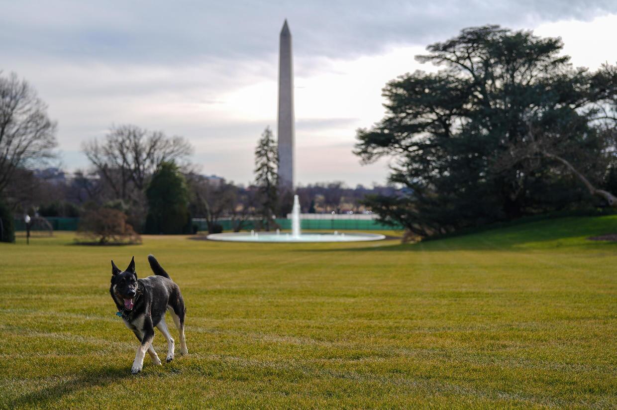 Major Biden Dog White House.jpg