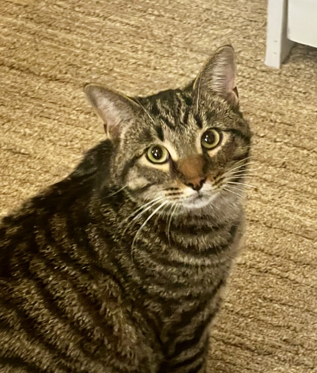 Pet Adoption Tuesday: Meet Brother from Michele's Rescue!