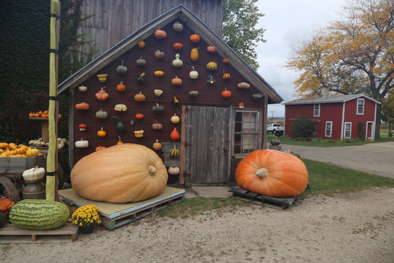 Giant Pumpkins