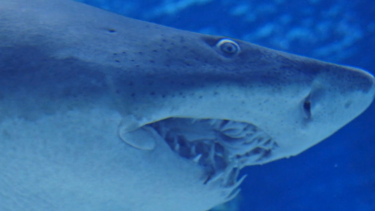 shark part .png
