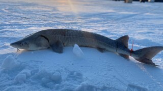 Sturgeon on ice.jpg