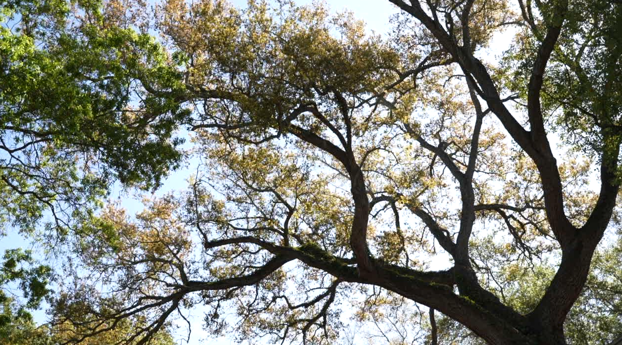 Trees shed pollen in Tampa, Florida
