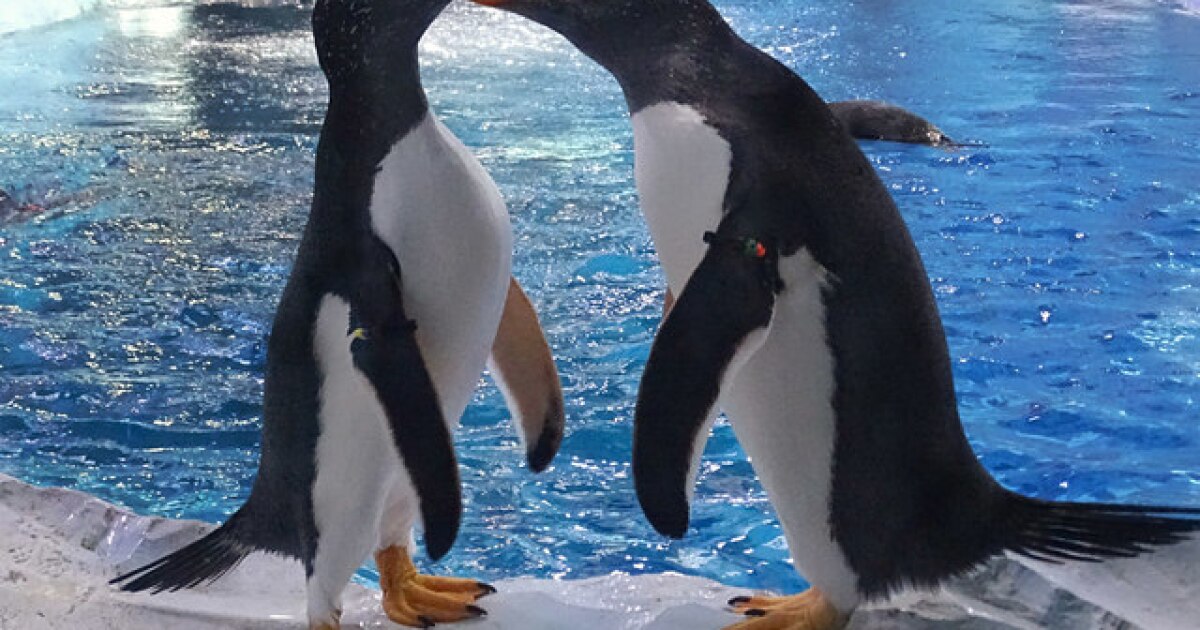Detroit Zoo S Polk Penguin Conservation Center To Close For Repairs For 9 Months