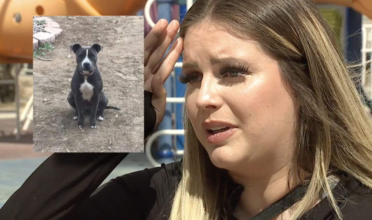 13 Investigates: Pets in peril