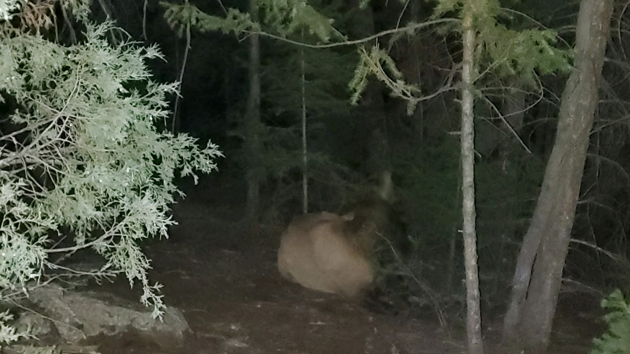 Tranquilized Elk