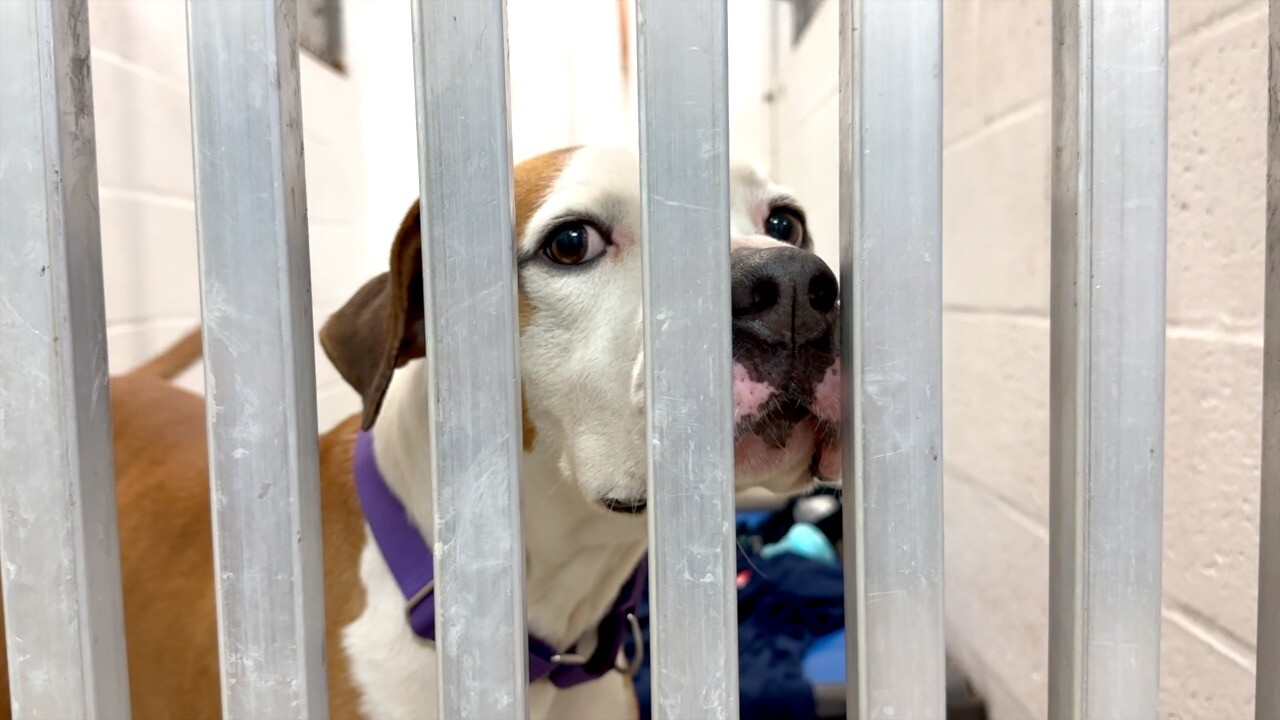American Pitbull in his kennel at GCHS
