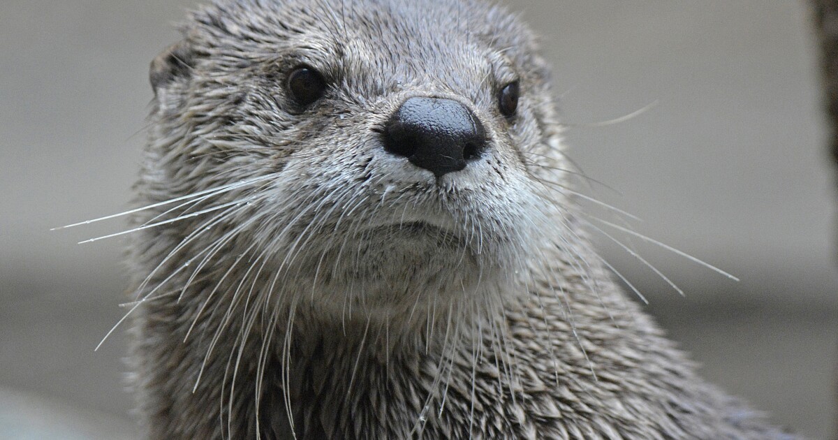 Wisconsin DNR: Otters spotted in downtown Milwaukee for possibly the