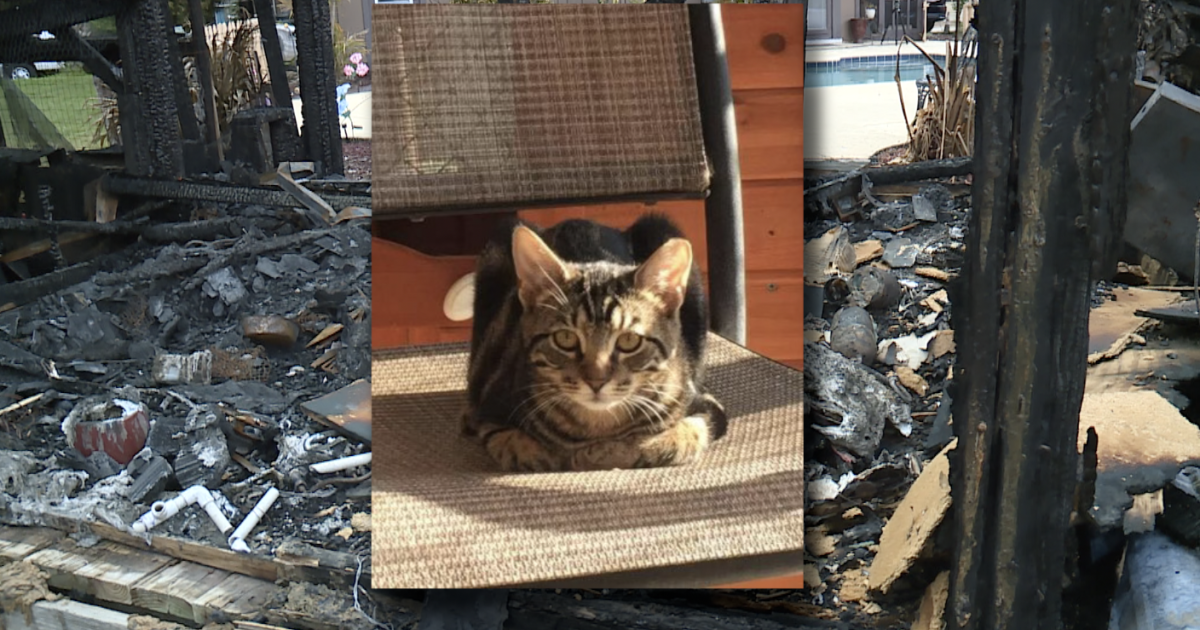 Palm Beach County Fire kills 3 special needs cats at Palm Beach County rescue Zitlali Solache