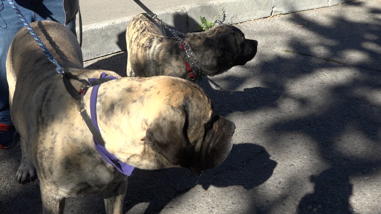 Bentley and Max