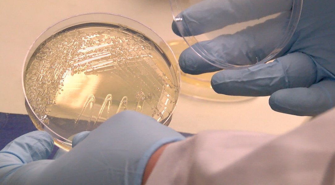 Growing bacteria in petri dish