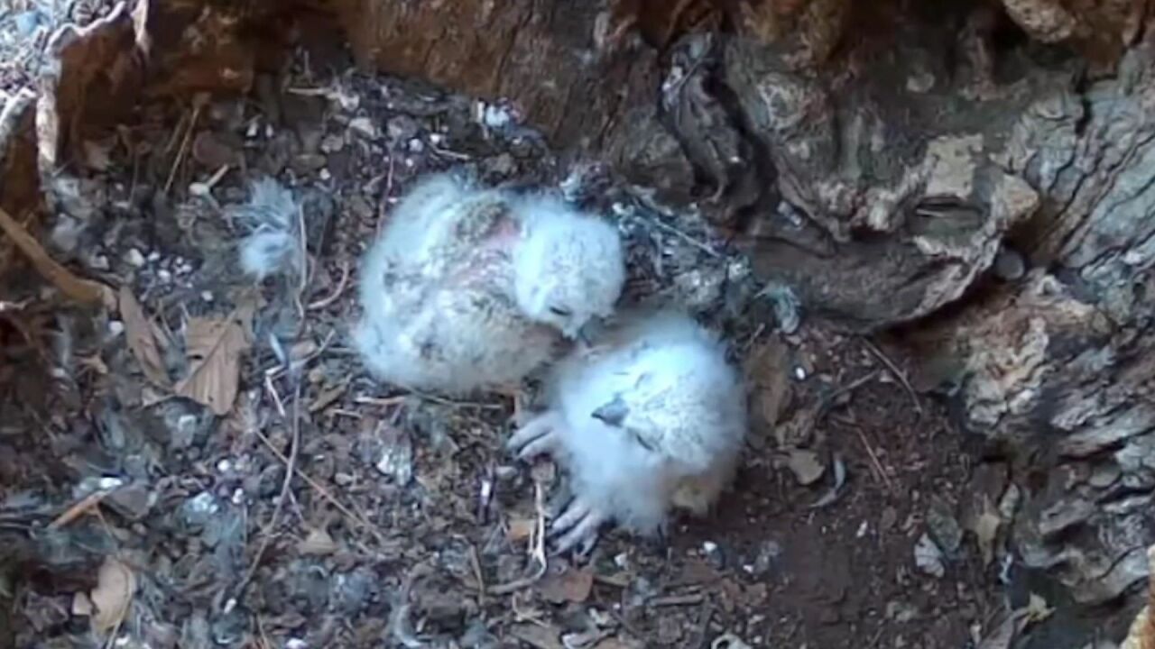 Oakley's Owlets