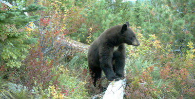 Black Bear