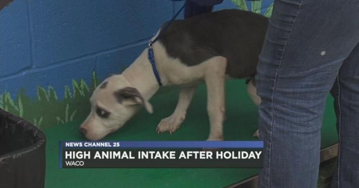 Waco animal shelter expect higher intake of animals after holiday