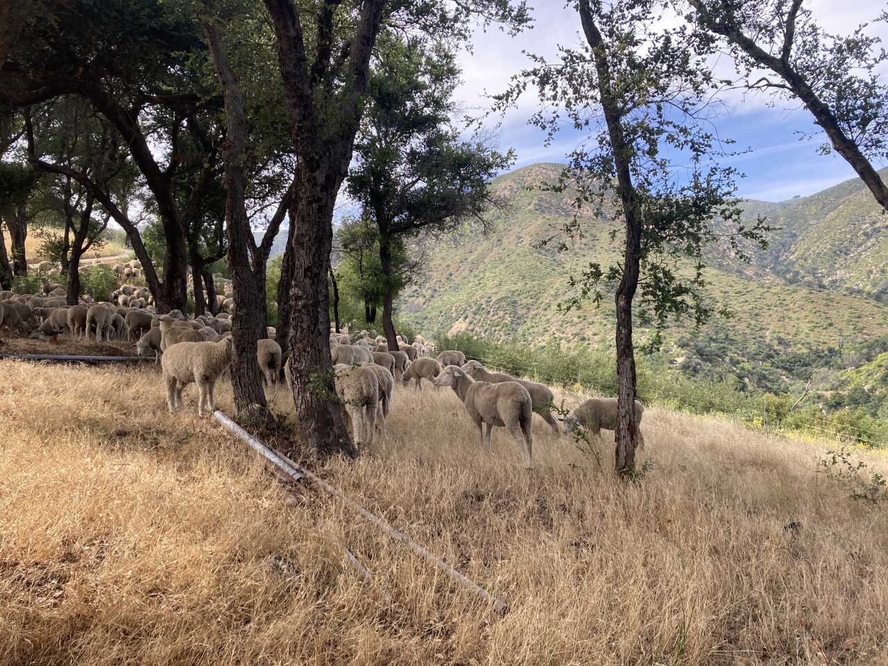 Montecito Sheep Prescribed Grazing 2.jpeg