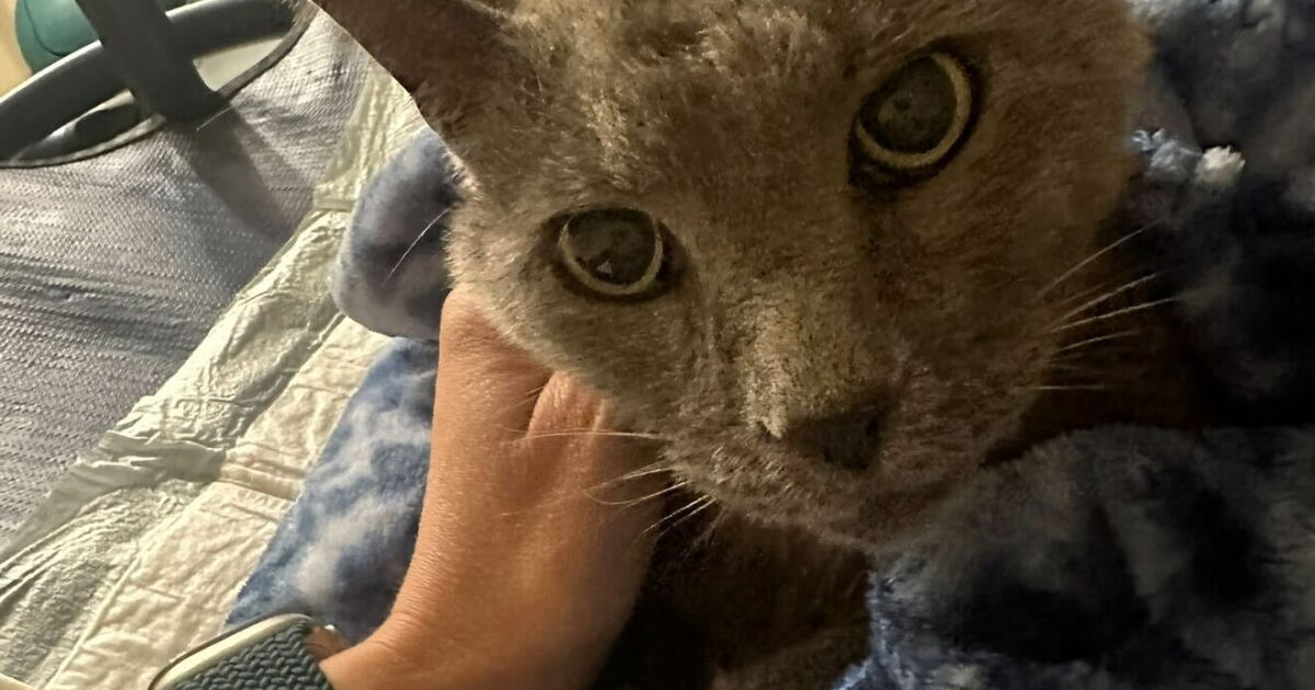 Scott Co. man charged with animal torture felony under new 'Ethan's Law'