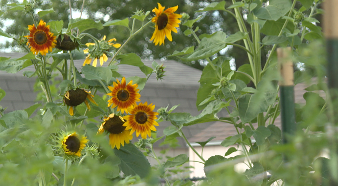 Sunflowers at Hope Gardens