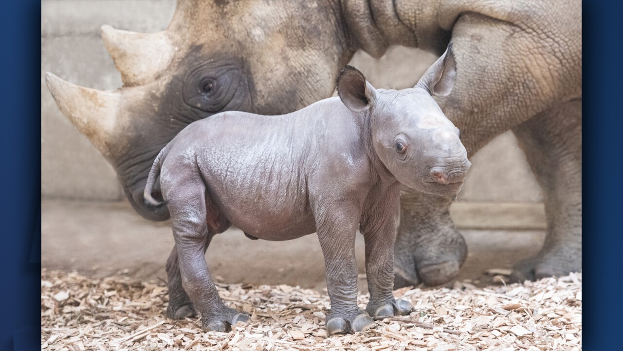 baby rhino cleveland zoo 2.jpg