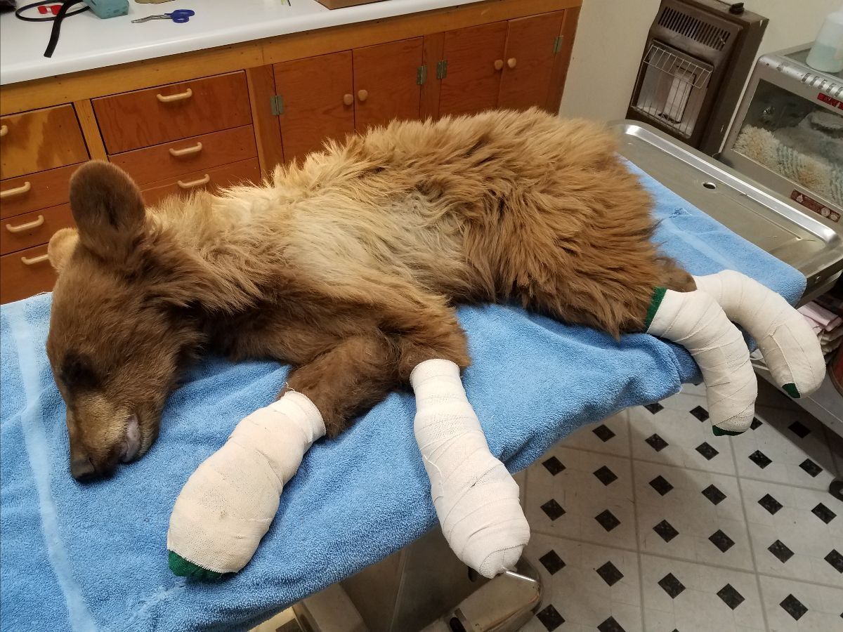 Bear rescued from East Canyon Fire, burned paws