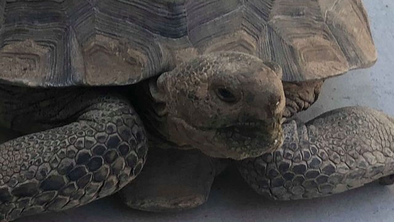 Want a tortoise? Las Vegas group seeks adopters