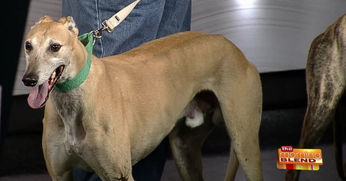 Finding Loving Homes for Beautiful Greyhounds