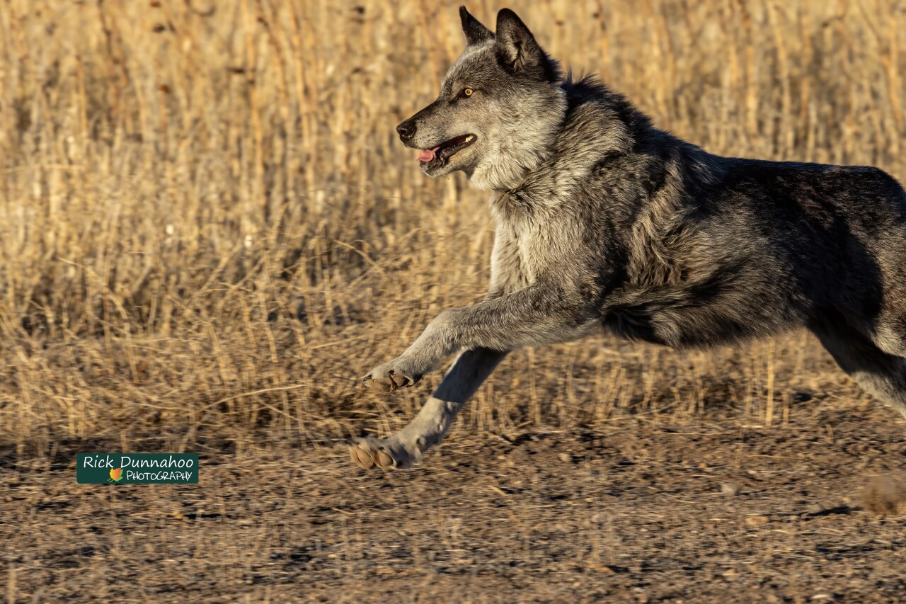 Rick Dunnahoo Photography_wolf in Monte Vista National Wildlife Refuge (use only in OG story**********)