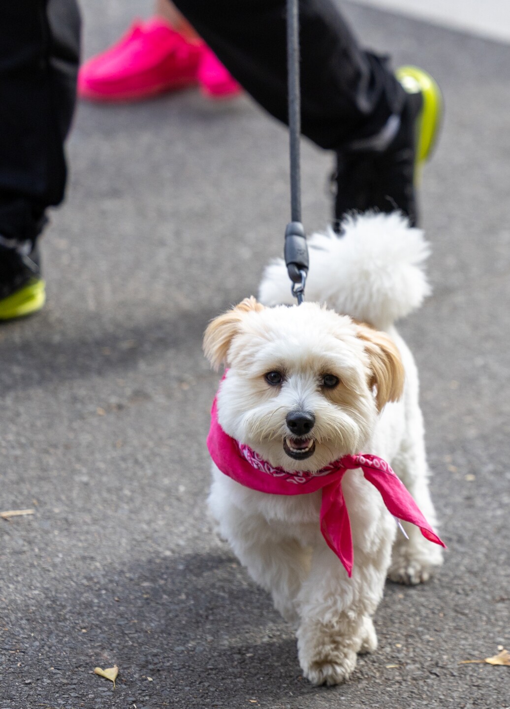 Making Strides Against Breast Cancer Walk 