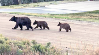 bears.png