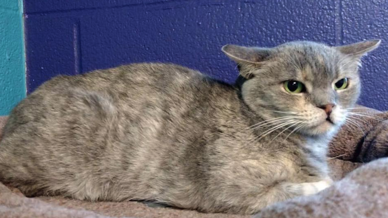 Not Sweet Not Cuddly Rescue Cat With Few Years To Live Adopted By Woman With Terminal Illness