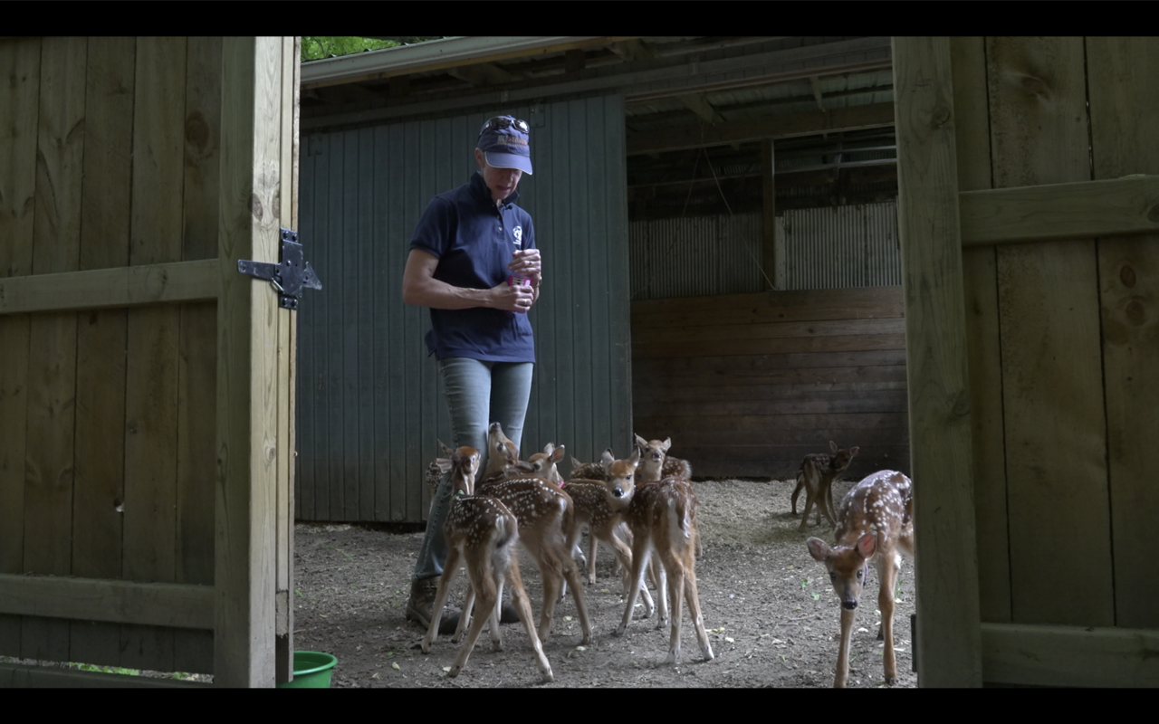 Cheryl with fawns in her barn