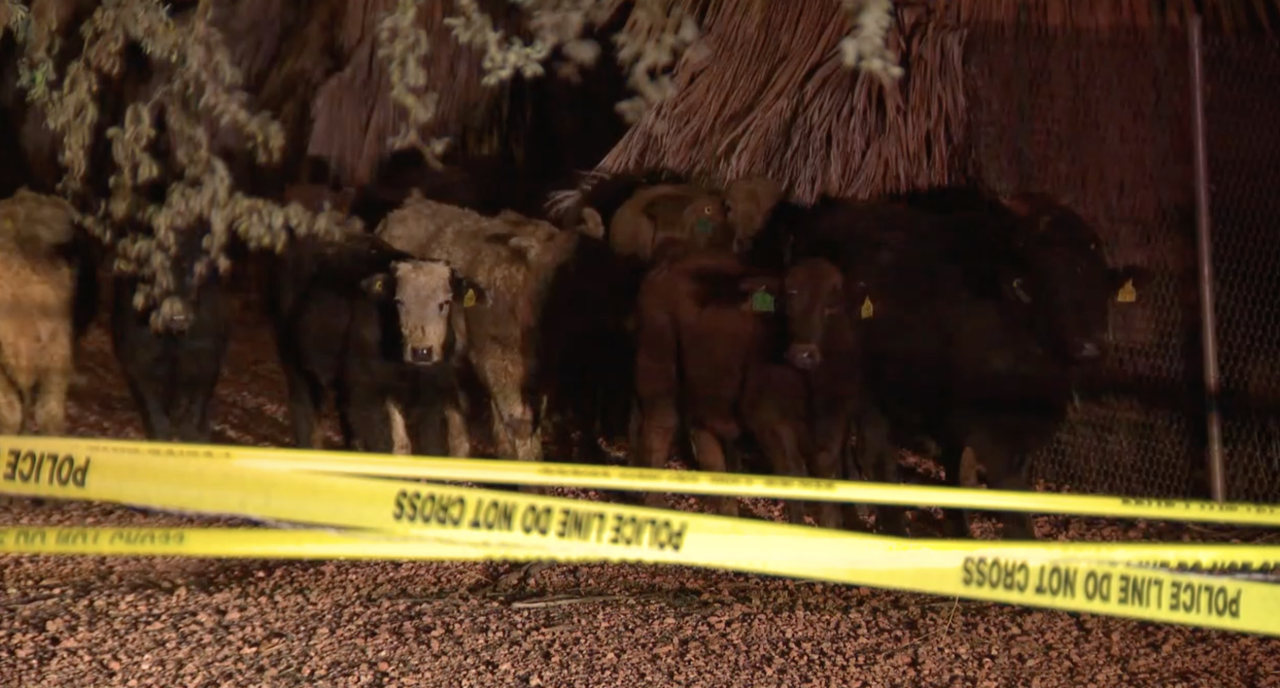 cattle