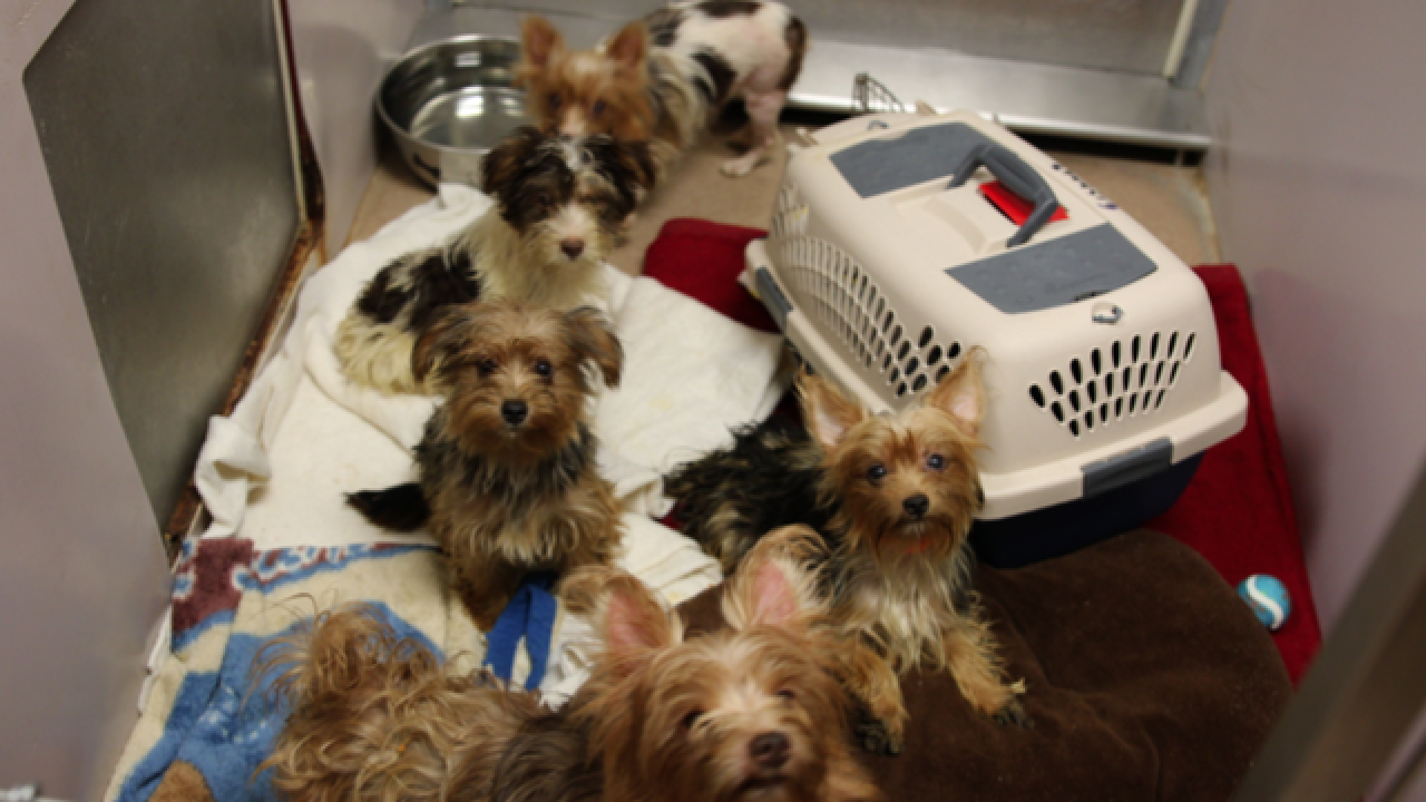 Rescued Yorkies on their way to adoption