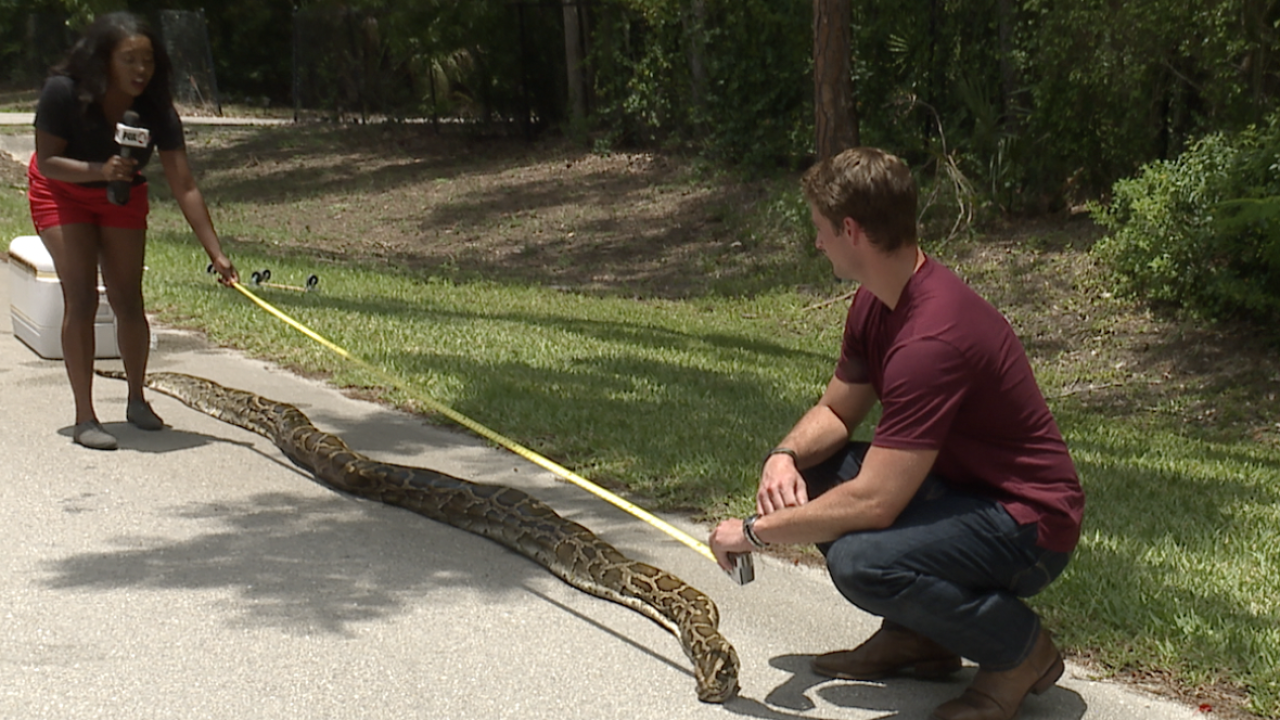 Naples Python Hunter Captures Longest Burmese Python On Record naples-python-hunter-captures-longest-burmese-python-on-record