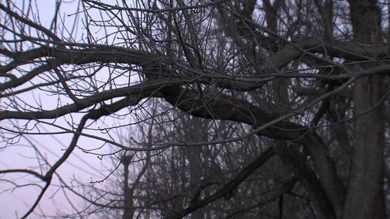 PICS: Crown Hill North Woods could be torn down