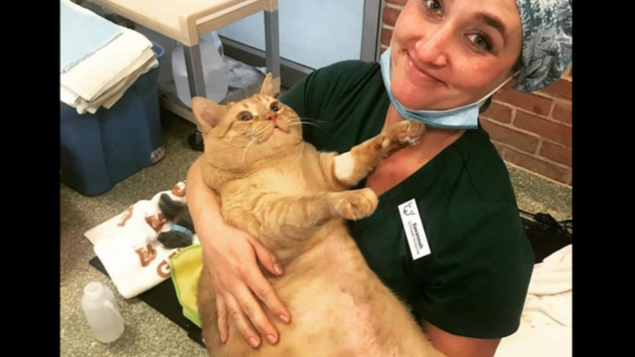 35 Pound Cat On A Weight Loss Program 35 Pound Cat On A Weight Loss Program