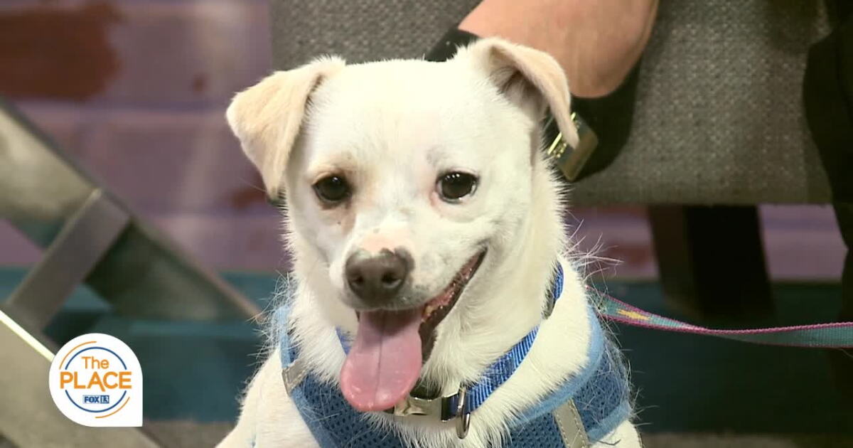 Fred Riley Utah Utah is now home to Fred, but he's still searching for his forever home ...